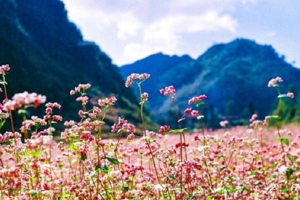 Vườn Hoa Tam Giác Mạch Kinh Nghiệm đi Vinpearl Lạng Sơn